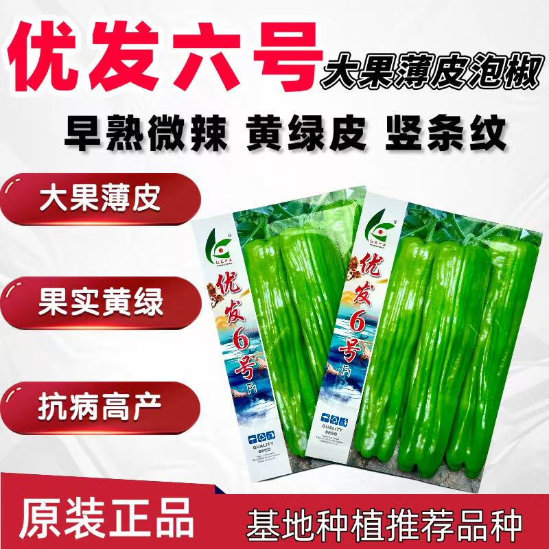 优发6号大果薄皮泡椒种子黄绿色薄皮青椒种子微辣口感好抗病高产
