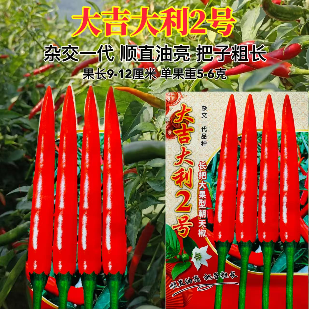 大吉大利2号辣椒种子大果长把抗性强高产大吉大利二号朝天椒种子