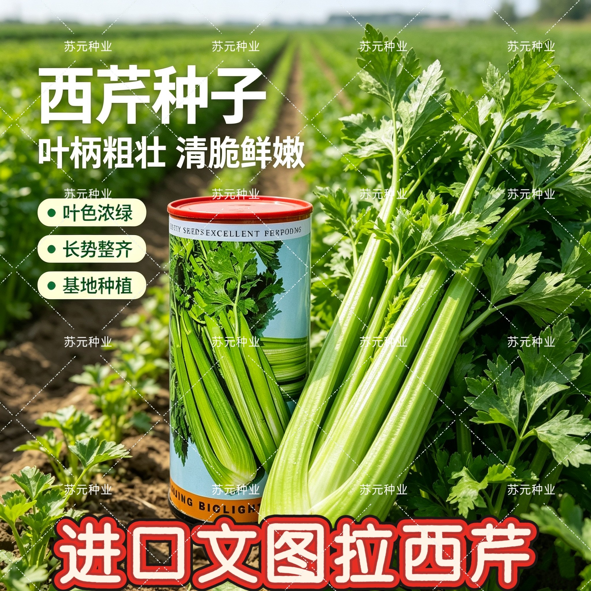 进口美国文图拉西芹种子高产西芹菜种籽耐寒耐热不抽薹抗病四季种