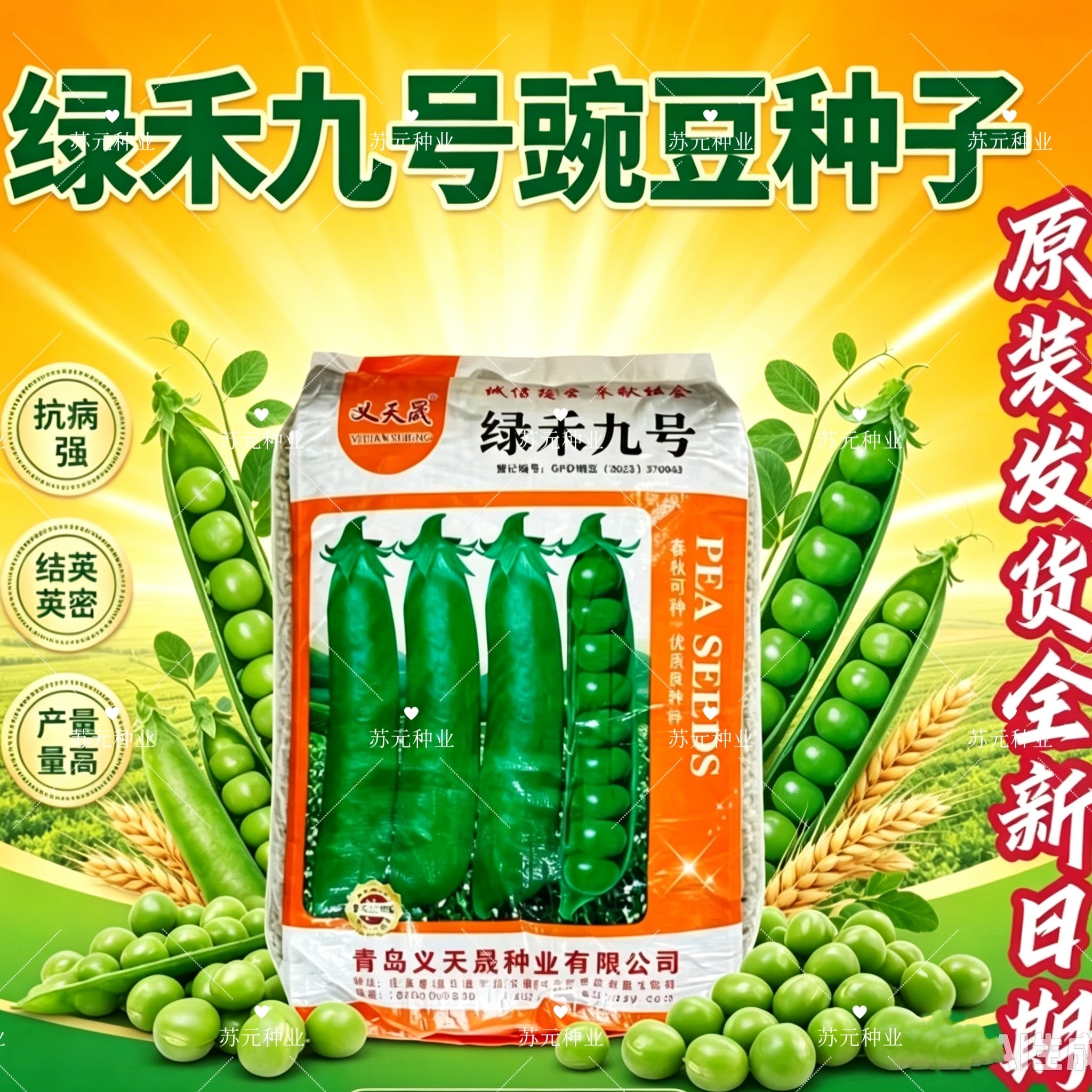 绿禾九号豌豆种子20斤装抗寒抗病耐盐碱耐冷凉大田蔬菜籽秋冬栽培