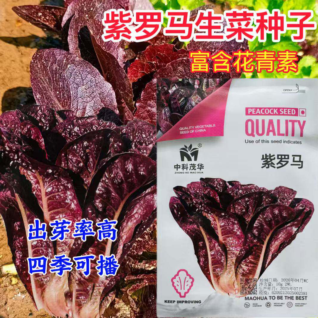 紫罗马生菜种子紫罗莎孔雀菜脆甜耐热夏秋生菜四季家庭院播蔬菜籽
