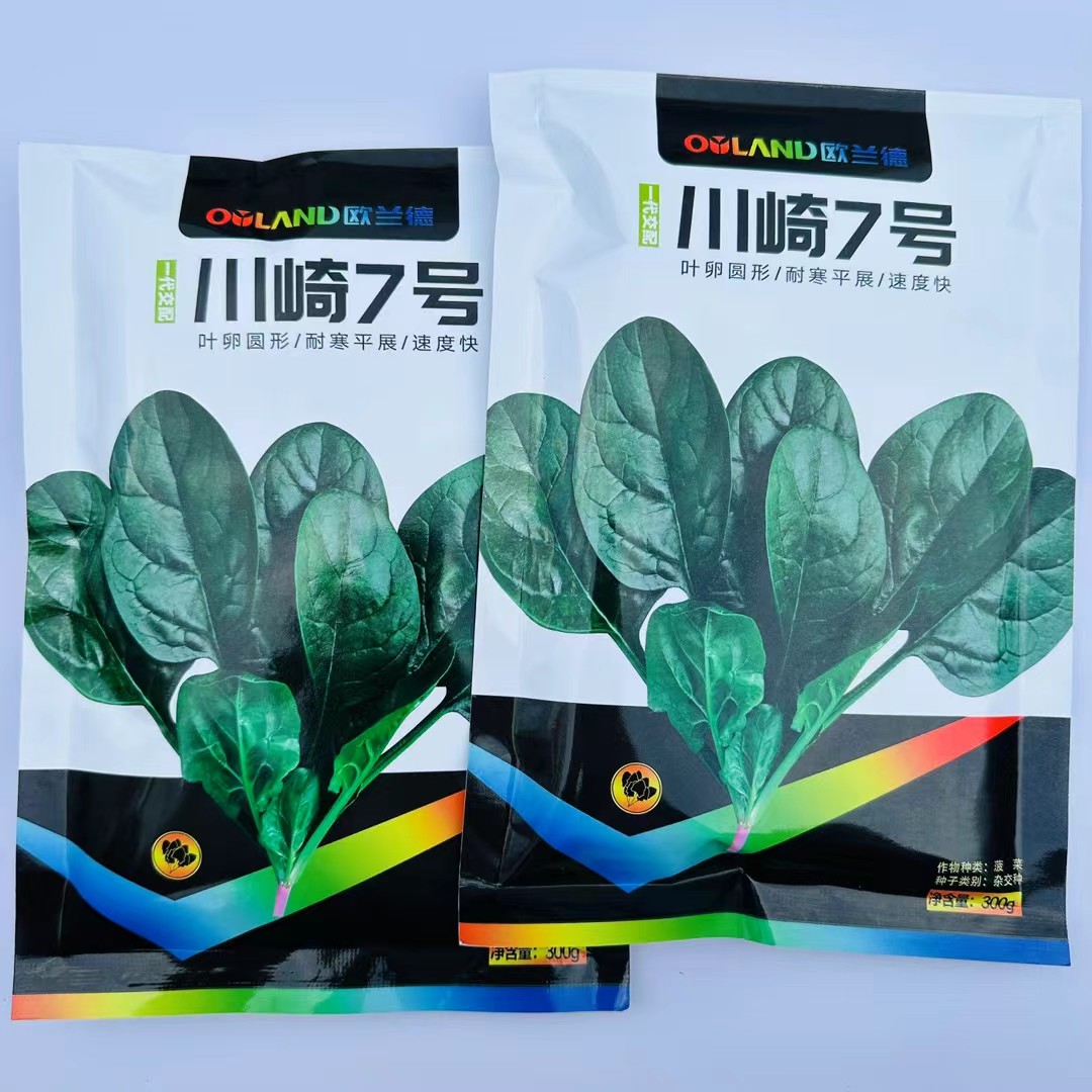 川崎7号菠菜种子早熟春秋越冬耐寒抗病易捆扎直立菠菜种籽