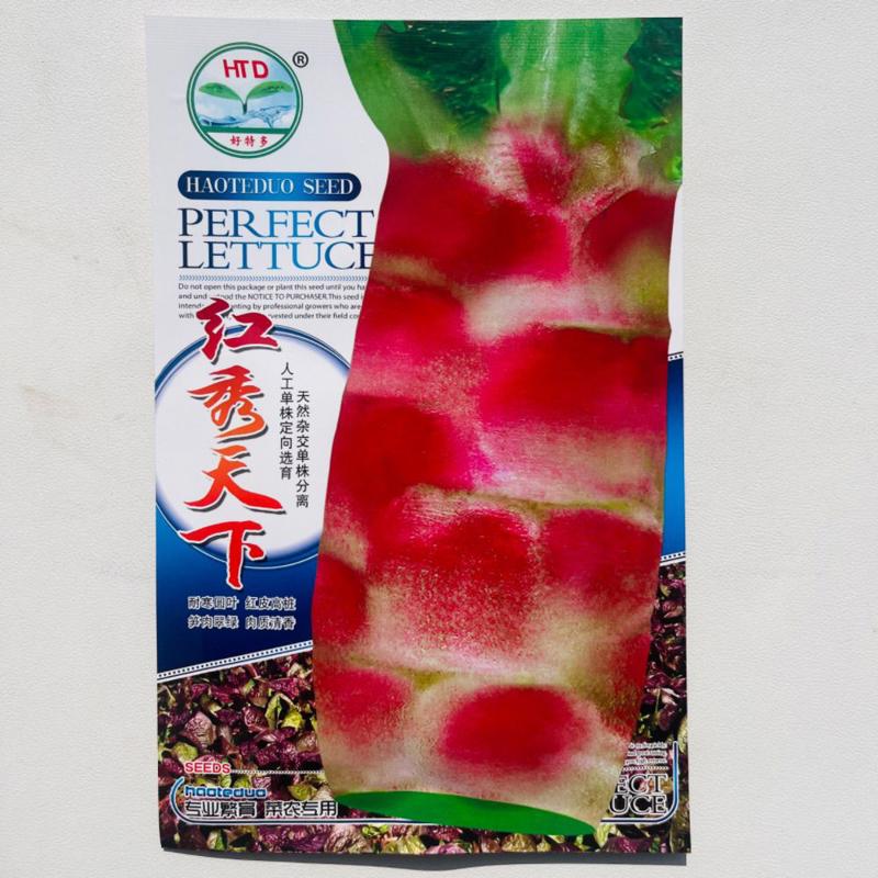 红皮圆叶莴笋种子高产绿肉耐寒圆叶香莴苣春秋冬季