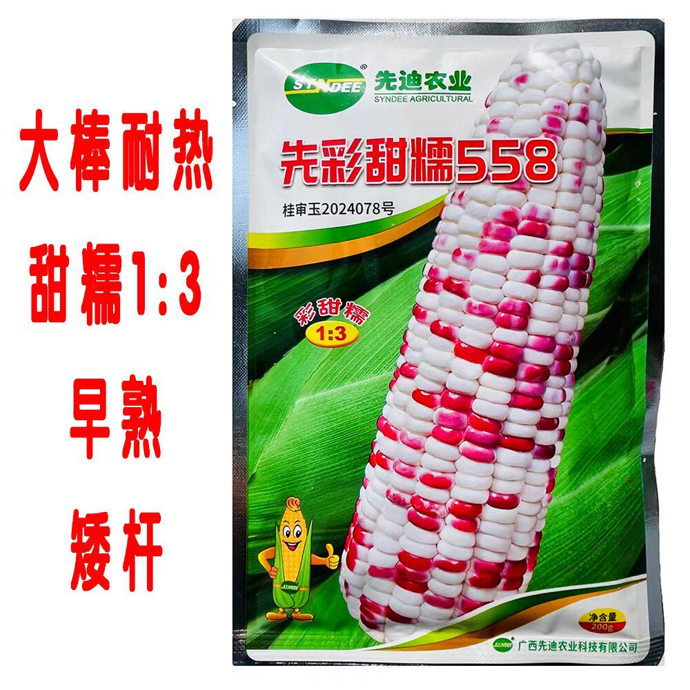 先彩甜糯558彩甜糯玉米种子大棒矮杆鲜食非转基因双色种籽水果孑