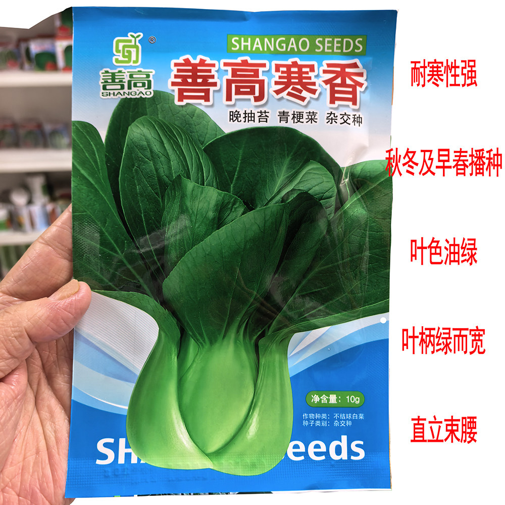 好吃耐寒青梗菜种子叶柄绿且肥大株型美观束腰性好商品佳青菜种籽
