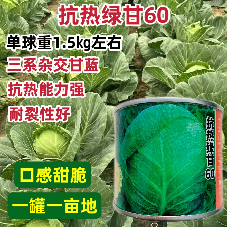 铁头抗热绿甘60包菜种子抗病耐裂结球甘蓝菜高产包心菜种籽卷心菜