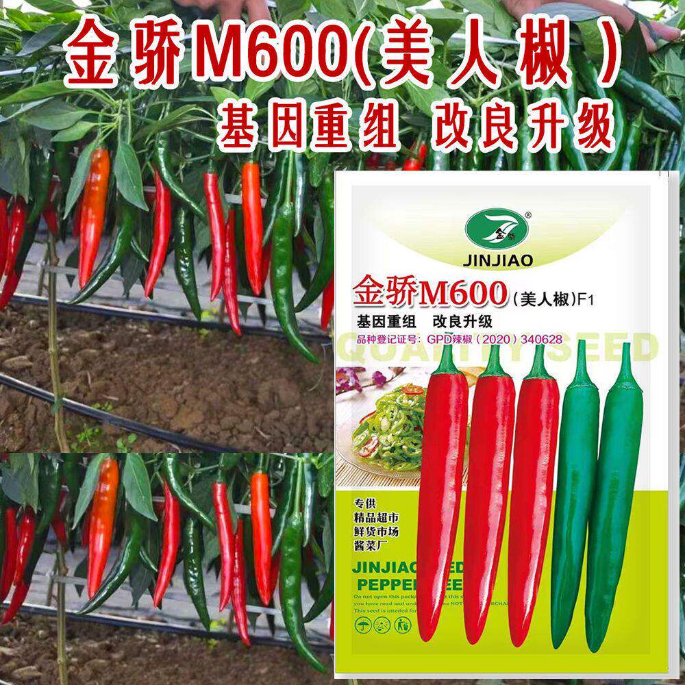 金骄M600 美人椒种子中早熟杂交高产海花红辣椒种籽较大型辣椒孑