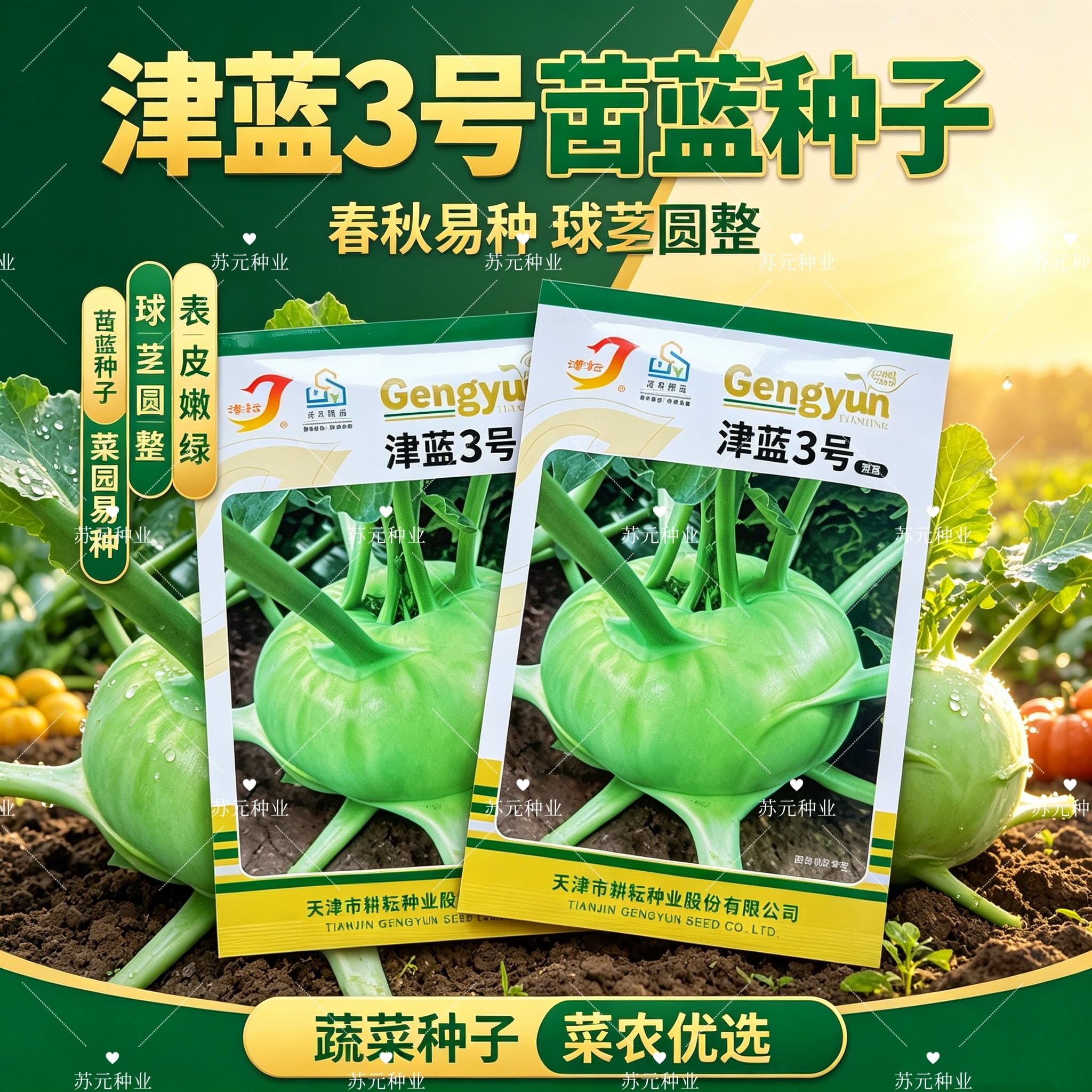 津蓝3号一代杂交水果苤蓝种子球形扁圆颜色鲜绿球面光滑脆甜秋播