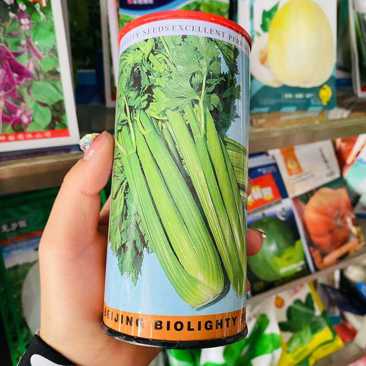 美国进口文图拉西芹芹菜种子大肉西芹种子农家菜园 南北方春秋播