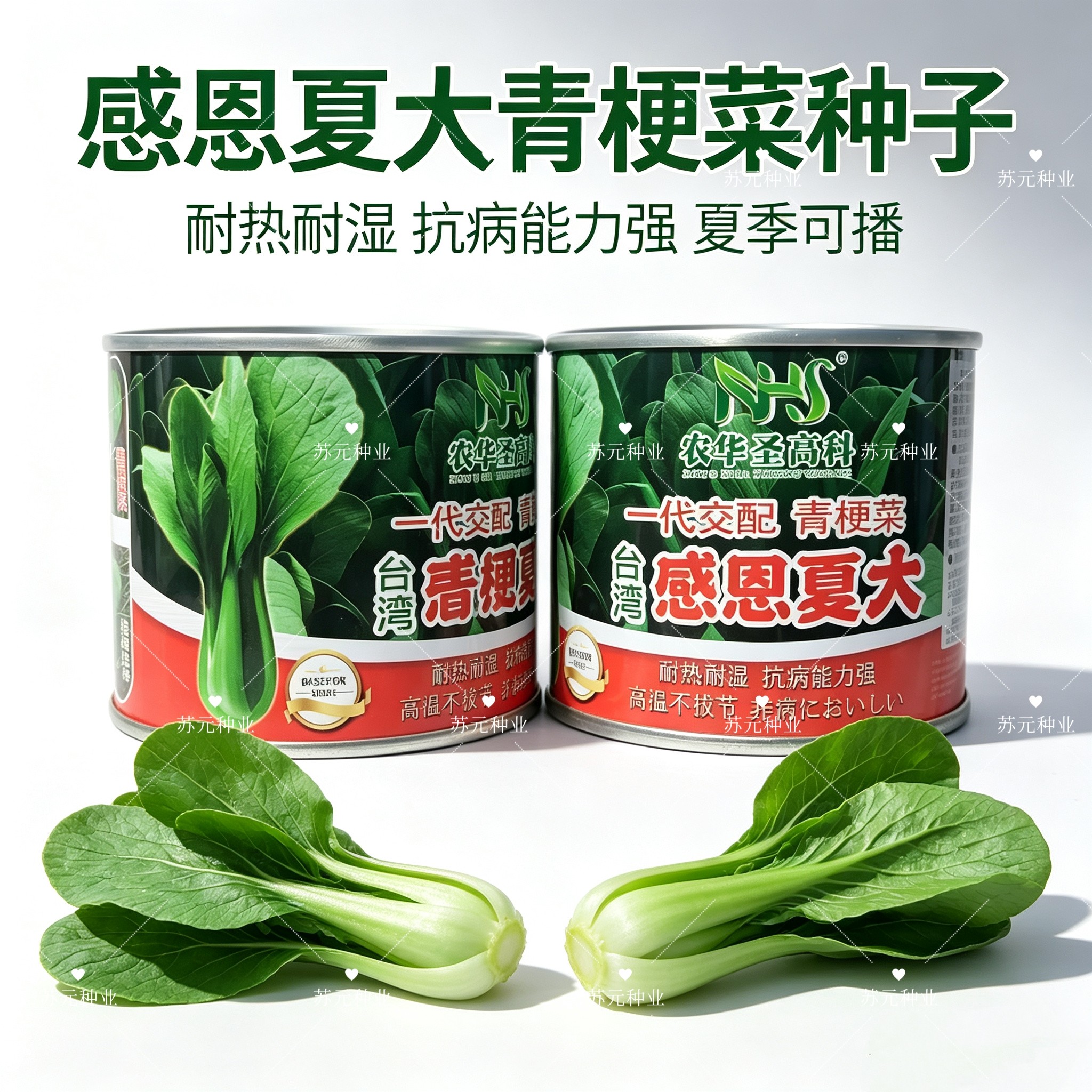 感恩夏大青梗菜种子耐高温不拔节夏秋播种青菜种子耐雨耐热蔬菜籽