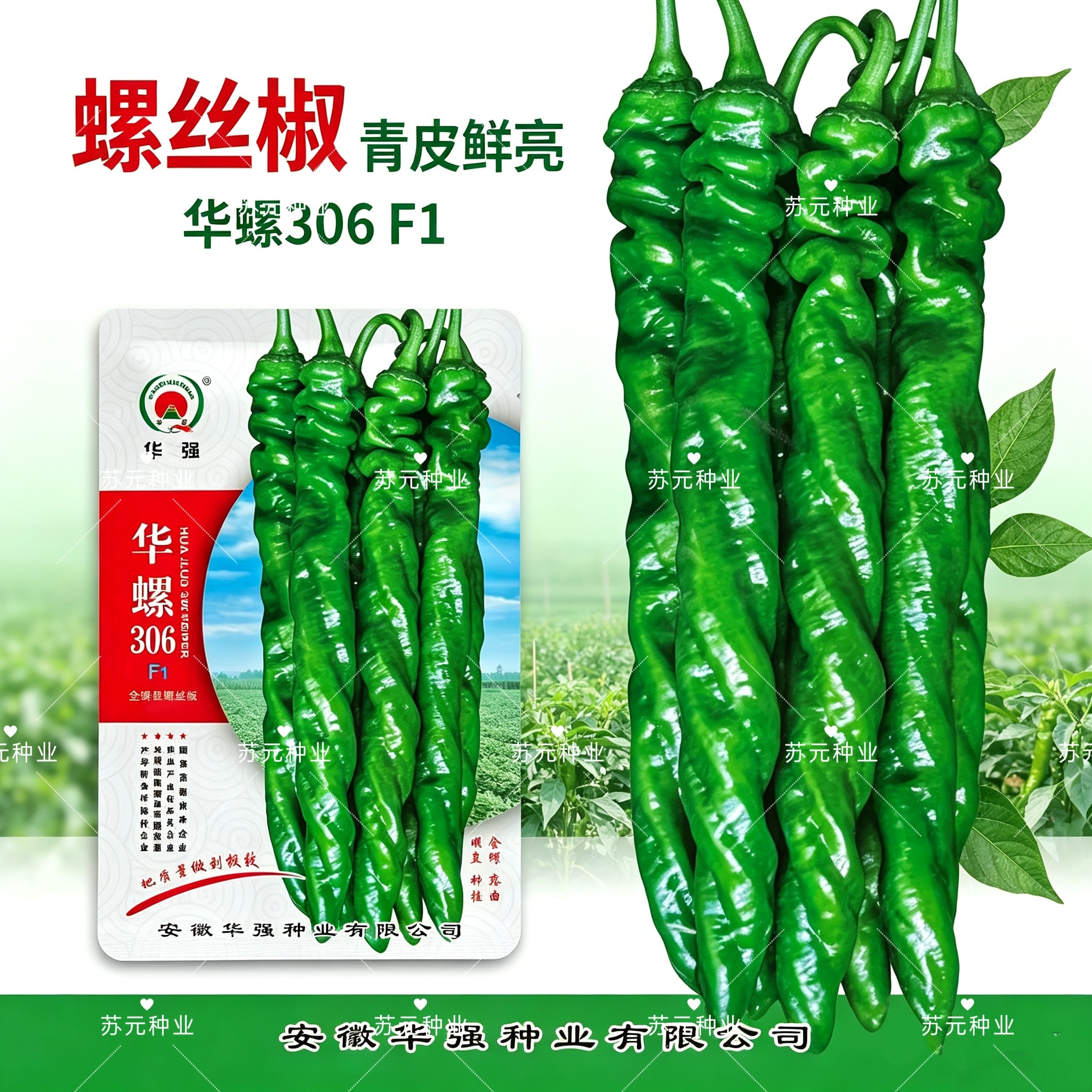 华螺306全螺型螺丝椒种子中早熟绿果螺旋度好麻面有光泽春秋种植