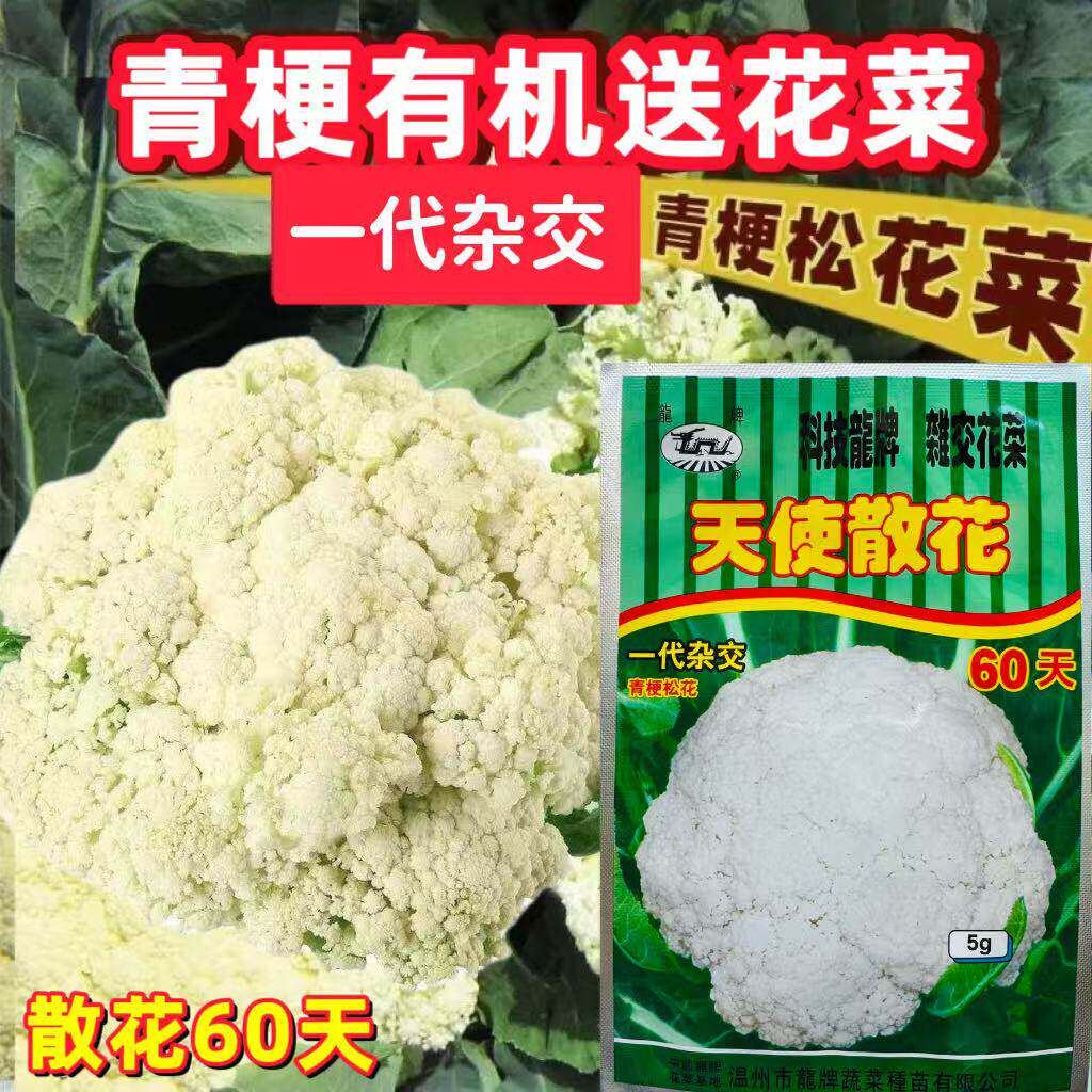 龙牌天使散花60/80/100天花菜种子 青梗松花菜菜花种籽