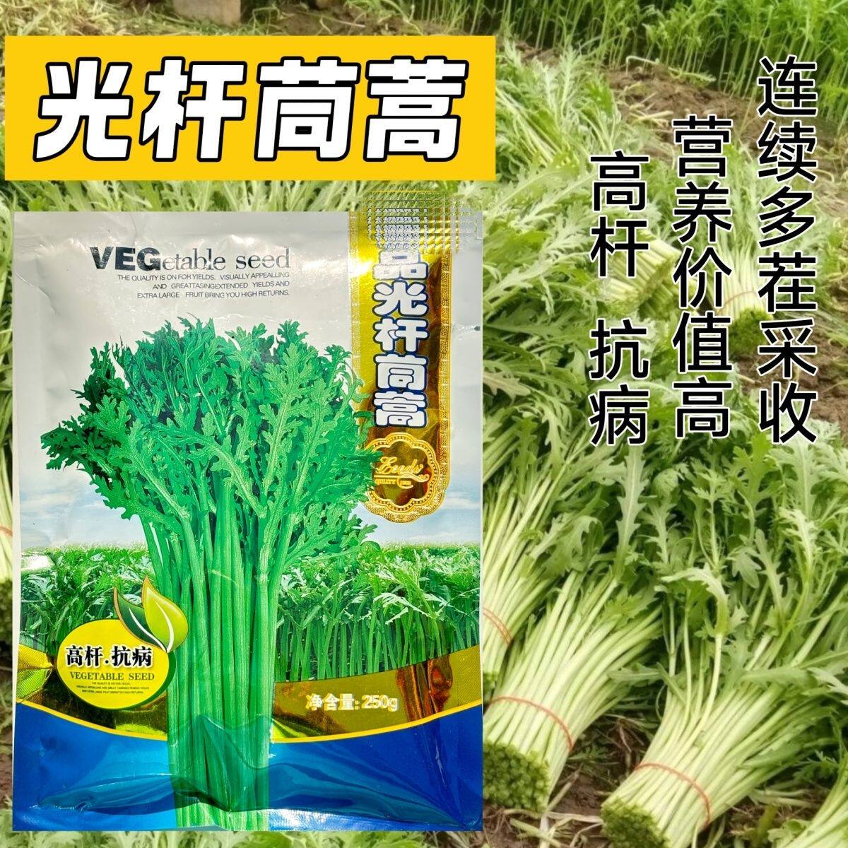 光杆茼蒿种子皇帝菜茼蒿菜种子小叶茼蒿籽四季蔬菜种籽大田孑