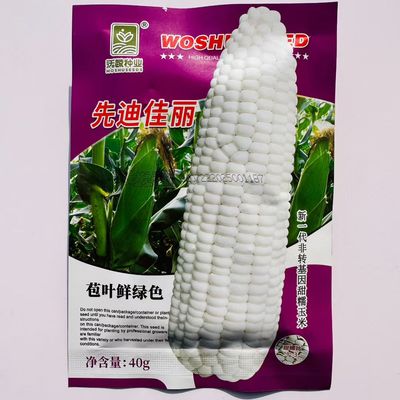 先迪佳丽白甜糯玉米种子抗病产量高棒大苞叶鲜绿基地大户专用