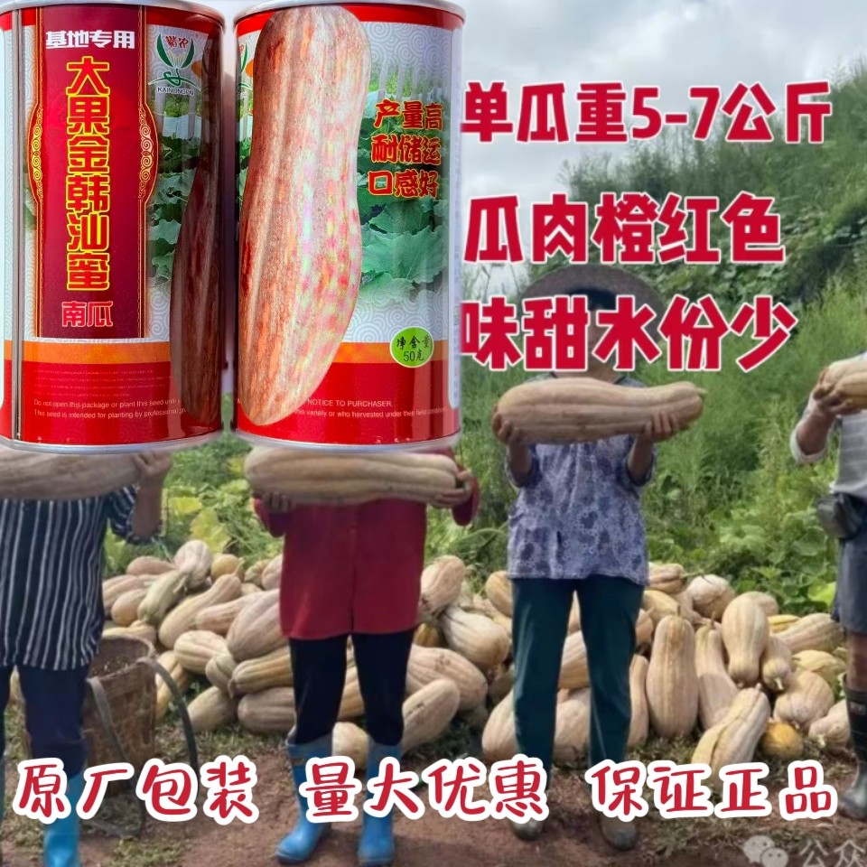 大果金韩汕蜜蜜本南瓜种子肉厚面粉味甜水份少耐运输高产南瓜种籽