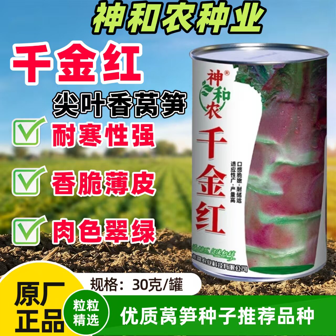 【原厂正品】千金红尖叶香莴笋种子翠绿清香耐寒莴苣绿肉脆嫩青肉