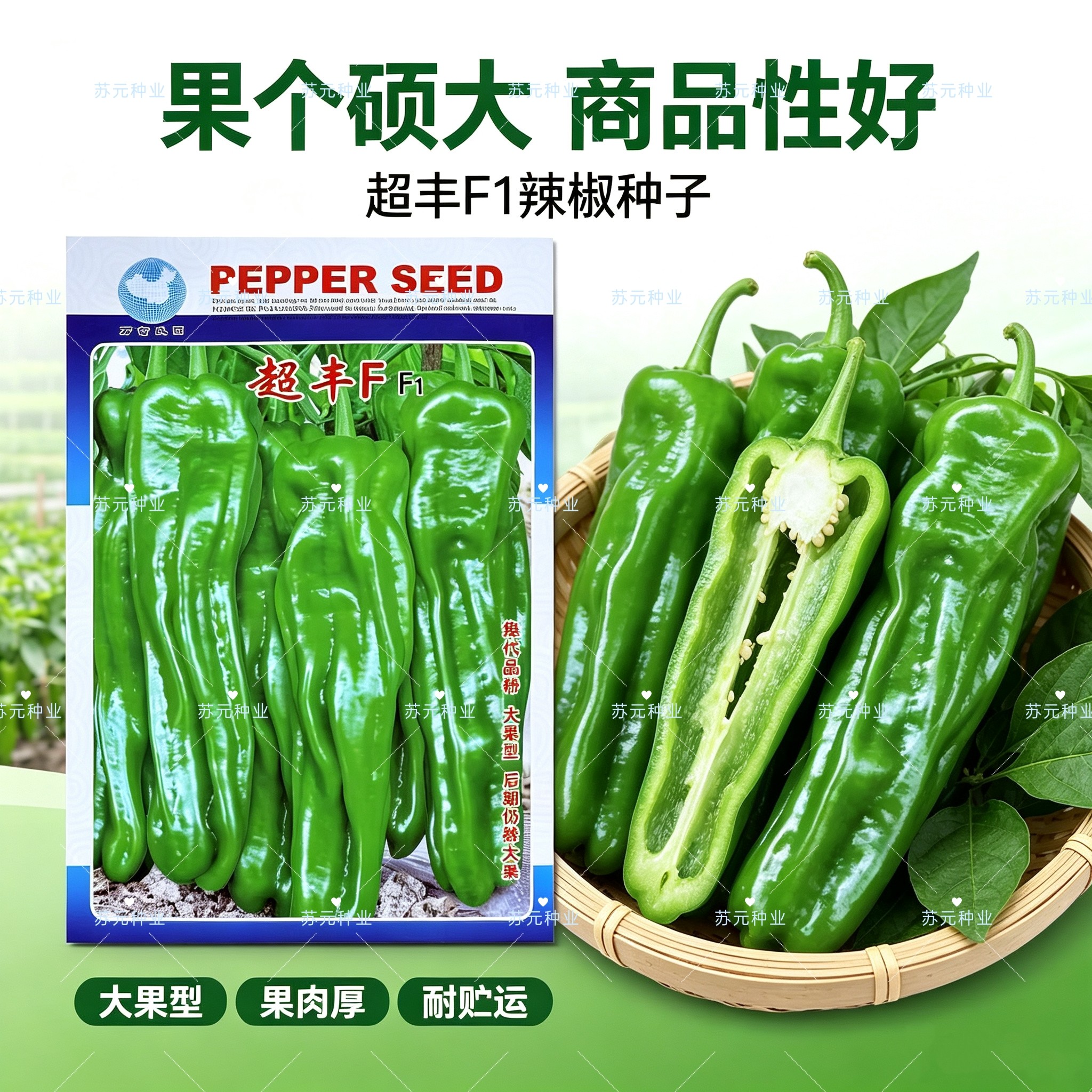 超丰辣椒种子大果型薄皮厚肉青椒种籽辣味浓大果厚肉不早衰青椒籽