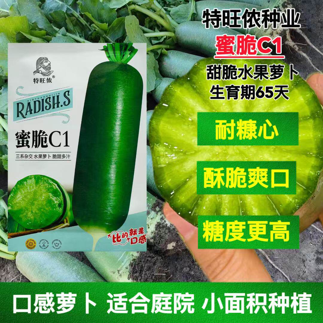 蜜脆C1水果萝卜种子甜脆多汁三系杂交耐寒抗病萝卜蔬菜种籽孑脆甜