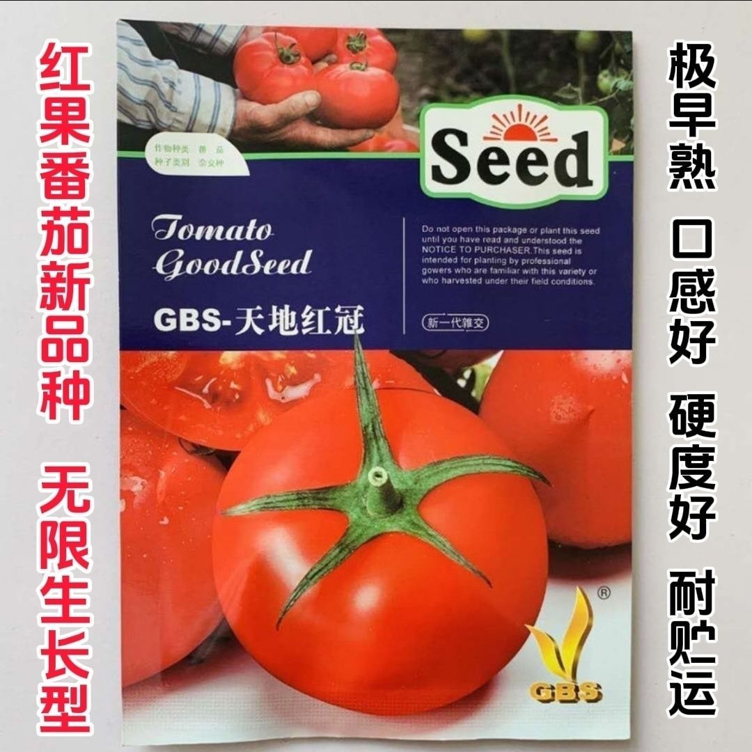 GBS-天地红冠番茄种子高档大红西红柿种籽新品种极早熟硬果高抗病