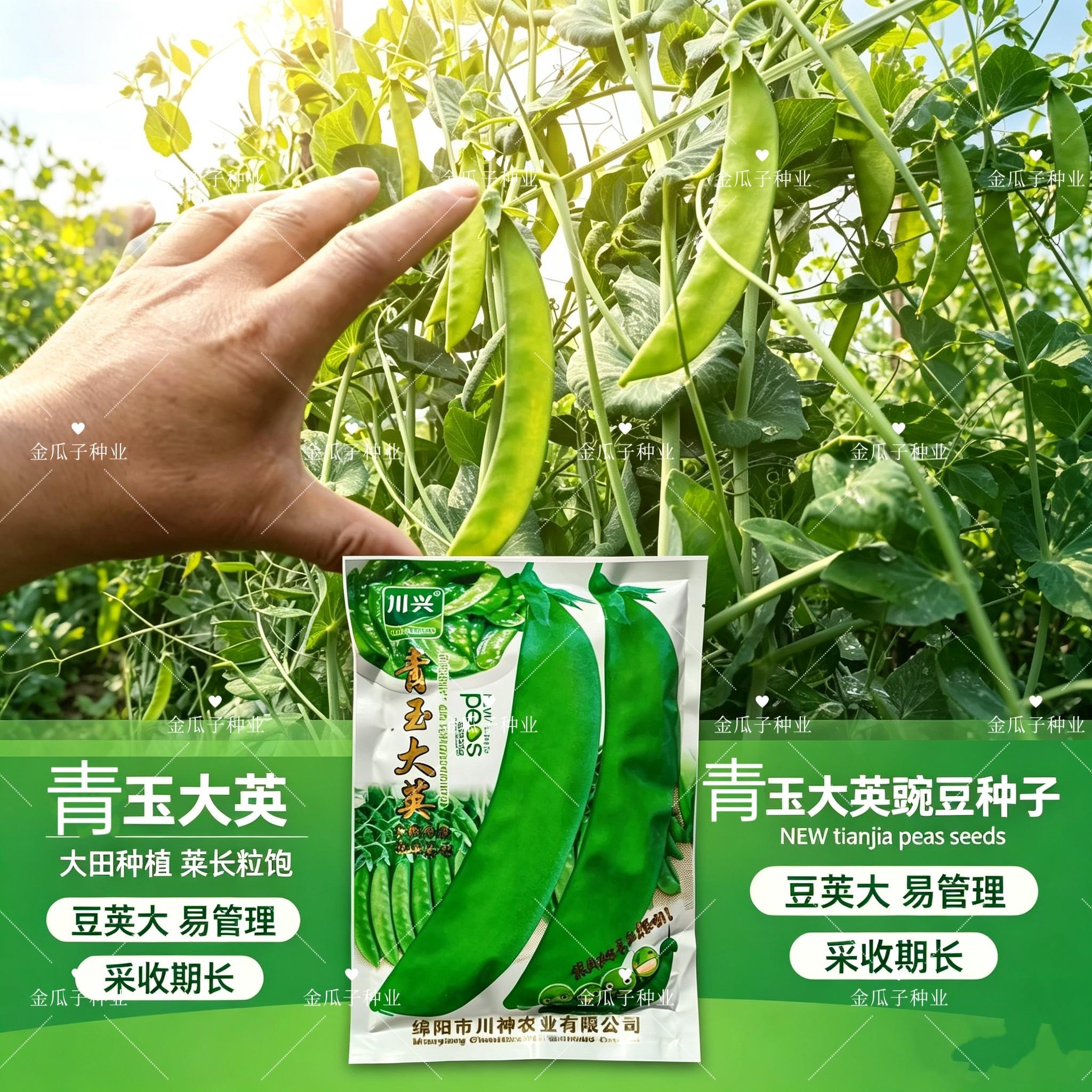 川兴青玉大荚白花荷兰豆种子软荚菜豌豆甜脆豌豆种籽秋播蔬菜种孑
