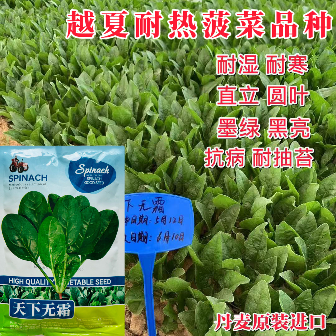 天下无霜夏季耐热菠菜种子耐抽苔康斯克抗热型菠菜大田种孑