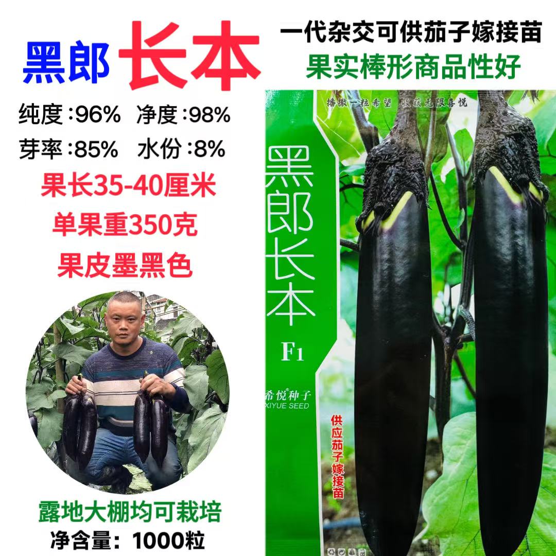 黑郎长本早熟茄子种子果实墨绿色综合抗性好货架期长抗病抗逆