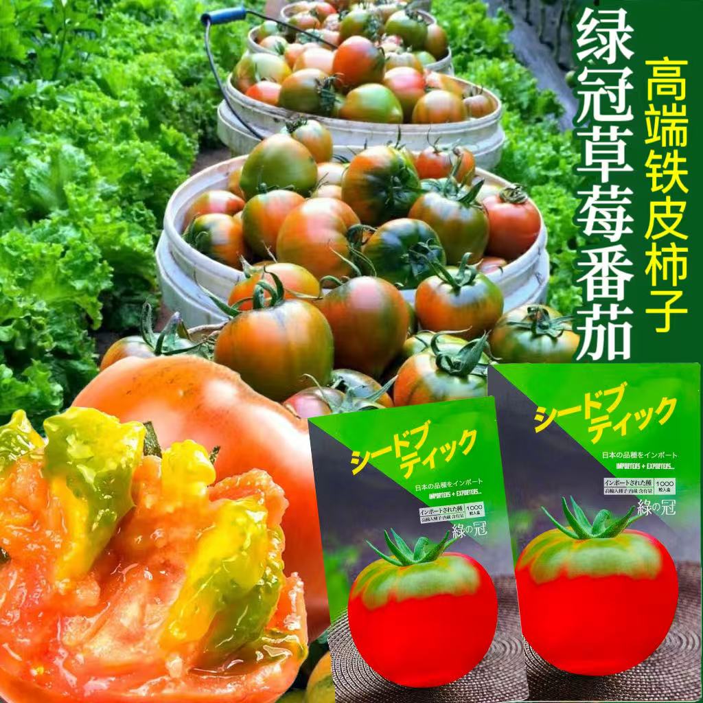 绿冠番茄种子F1东北铁皮柿子种籽甜度高口感好丰产绿肩草莓番茄种