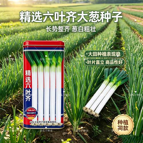 精选六叶齐山东铁杆大葱种子葱杆硬较耐寒抗逆性强适应性广春秋播