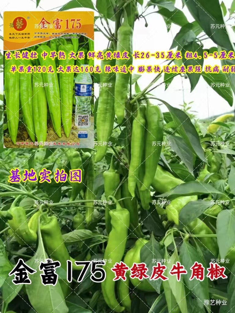 正品原装豫艺金富175辣椒种子黄绿皮尖椒种子抗病粗长顺直特高产