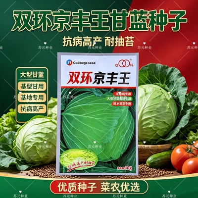 双环京丰王一代杂交甘蓝种子中早熟扁圆型抗病高产耐抽苔春秋种植