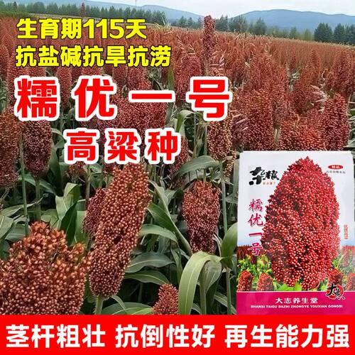 糯优一号高粱种子老品种红粘高粱种籽酿酒高粱籽高产抗病大田杂交