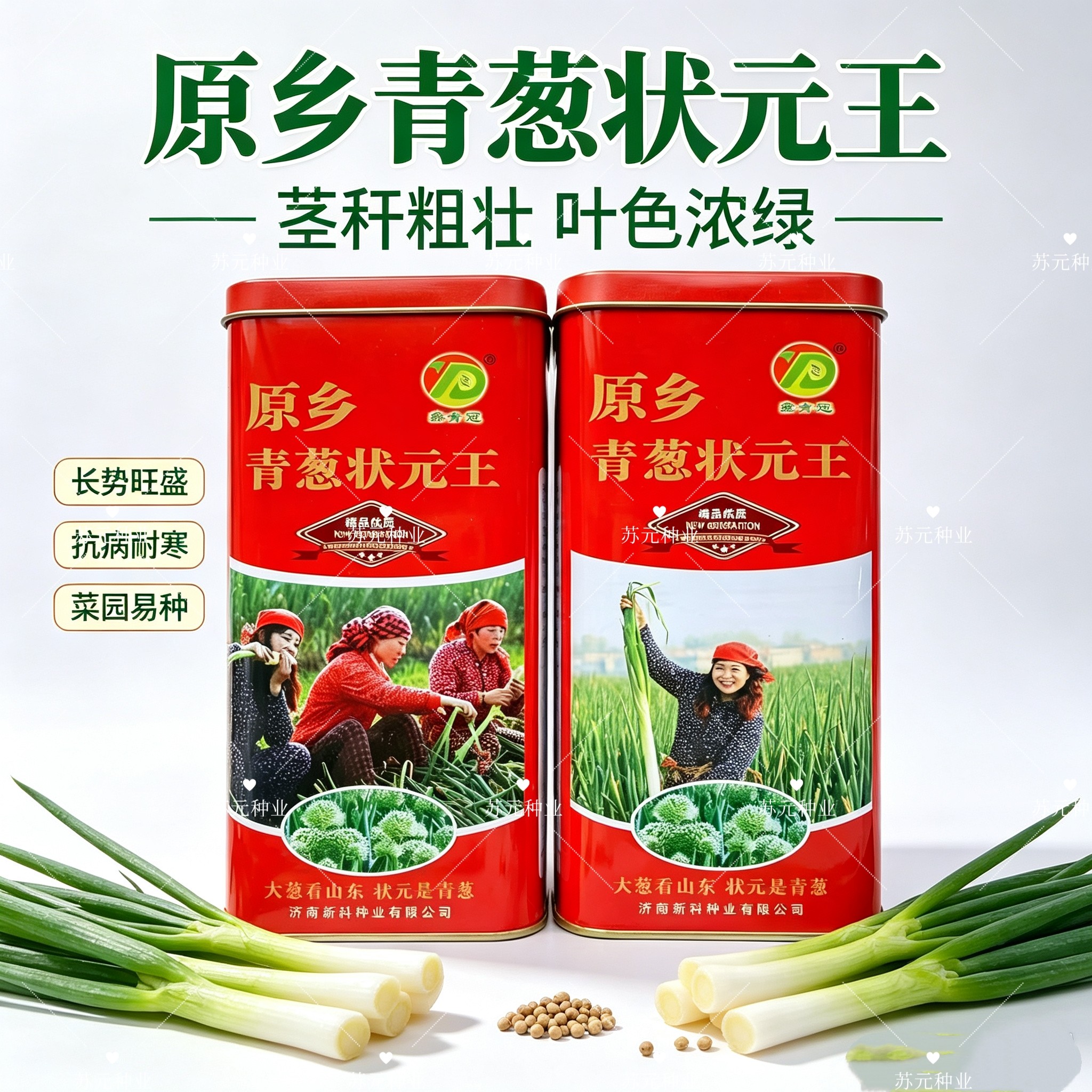 原乡青葱状元王大葱种子青葱种子山东章丘刚葱耐热耐寒大葱种子