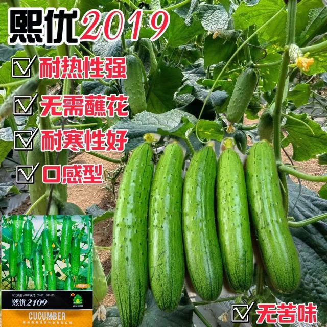 熙优2019黄瓜种子口感型强雌水果黄瓜种子生吃甜嫩清香浓春秋播种
