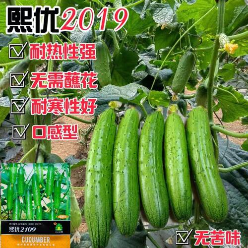 熙优2019黄瓜种子口感型强雌水果黄瓜种子生吃甜嫩清香浓春秋播种