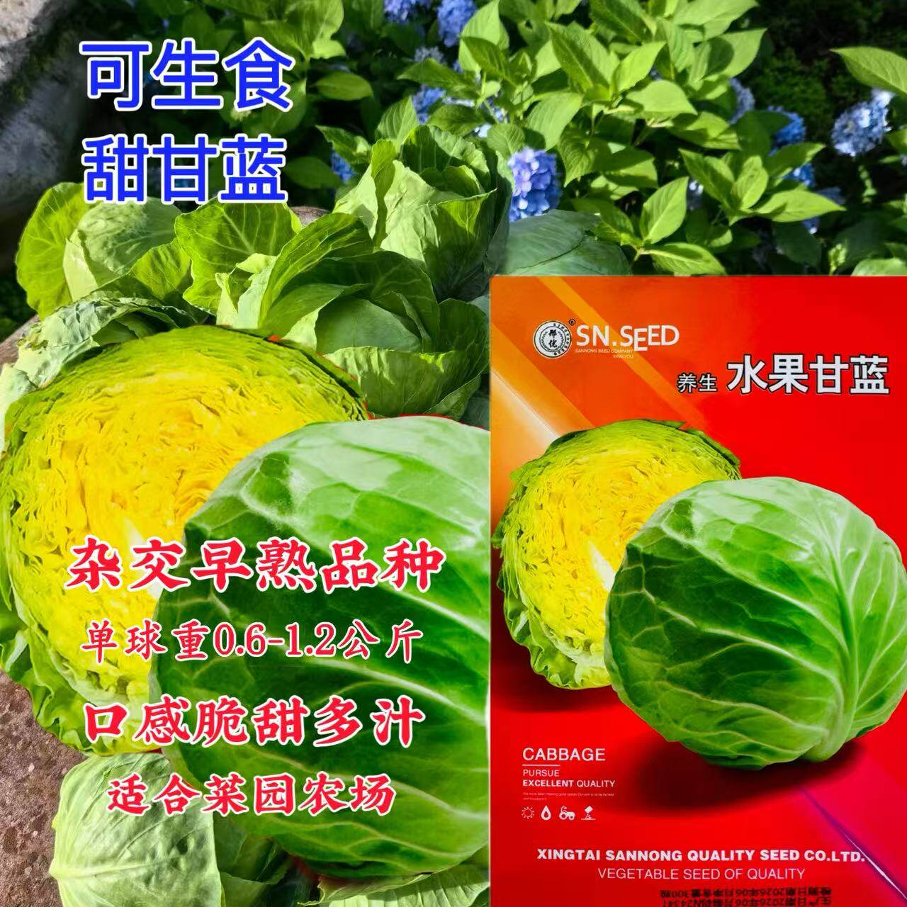 水果甘蓝早熟型甘蓝种子四季种植卷心菜黄心菜可生食甜牛心尖包