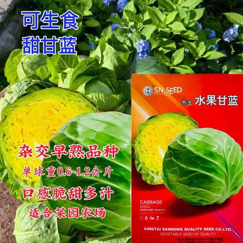 水果甘蓝早熟型甘蓝种子四季种植卷心菜黄心菜可生食甜牛心尖包