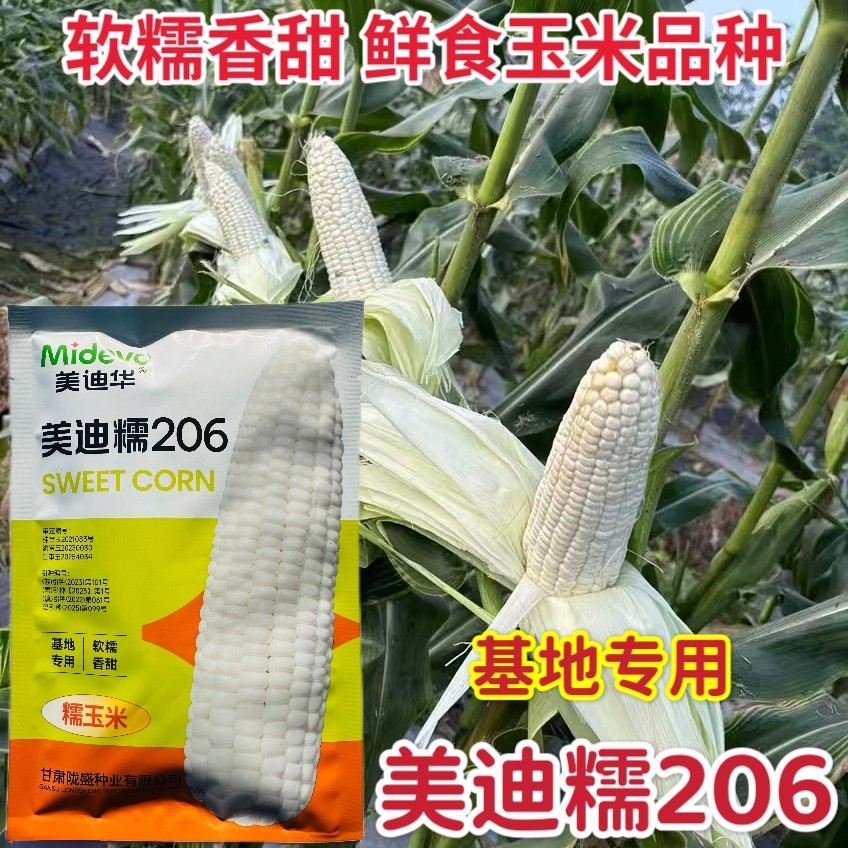 美迪华玉米美迪糯206白糯玉米种子基地专用大棒玉米种籽软糯香甜