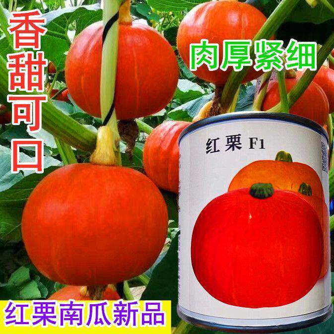 南瓜种子神禾红栗南瓜高产抗病肉厚细嫩粉糯甘面香甜优质南瓜种籽
