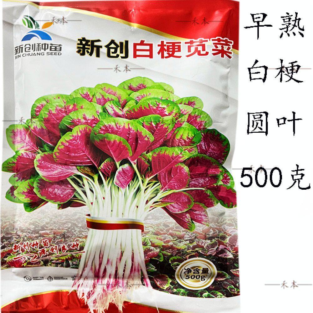 新创白梗苋菜种子早熟红苋菜结籽晚亮白杆白梗红苋菜春秋两季播