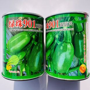 绿珠901 西葫芦种子 油绿脆嫩高产耐寒抗病商品性佳 农家春季播种