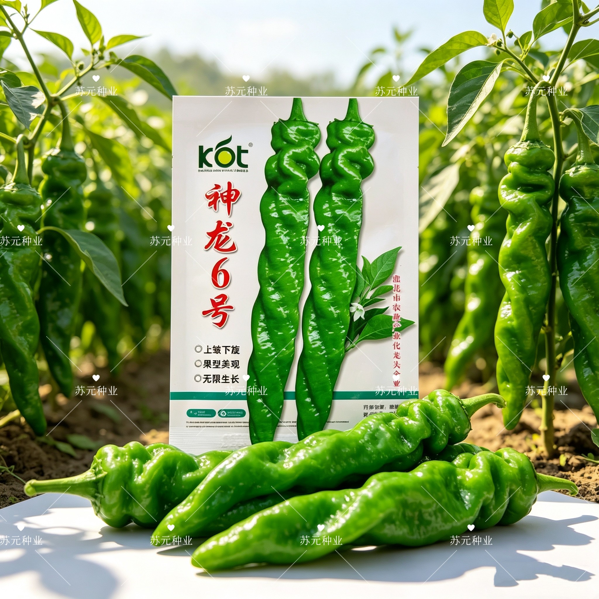 久保田神龙6号螺丝椒种籽无限生长高产早中熟辣椒种子大田基地播