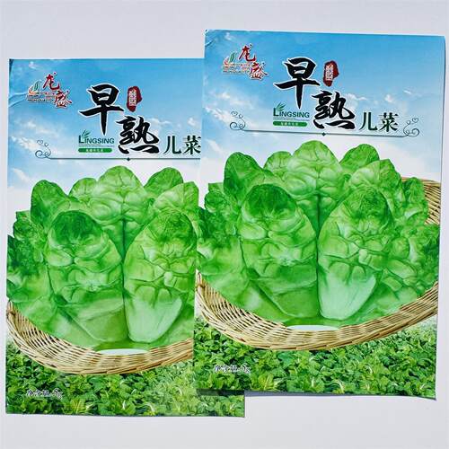 早熟儿菜种子抱儿菜种子早熟儿菜种子特抱儿菜种籽多子菜种子