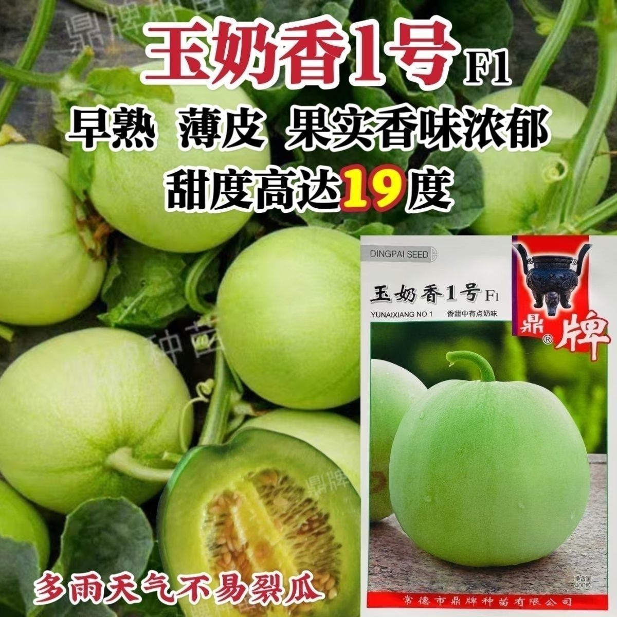 鼎牌玉奶香1号甜瓜种子香甜奶味早熟薄皮不易裂瓜耐运输甜瓜种籽