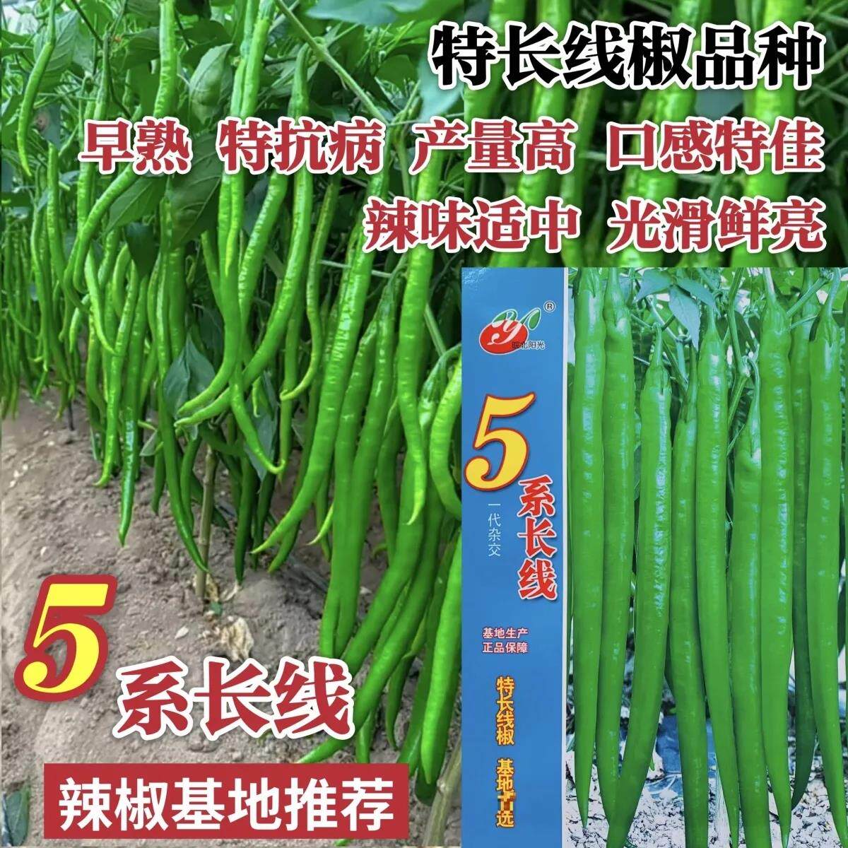 5系长线椒种子特抗病特长线椒种籽绿果早熟基地专用辣椒种子春秋