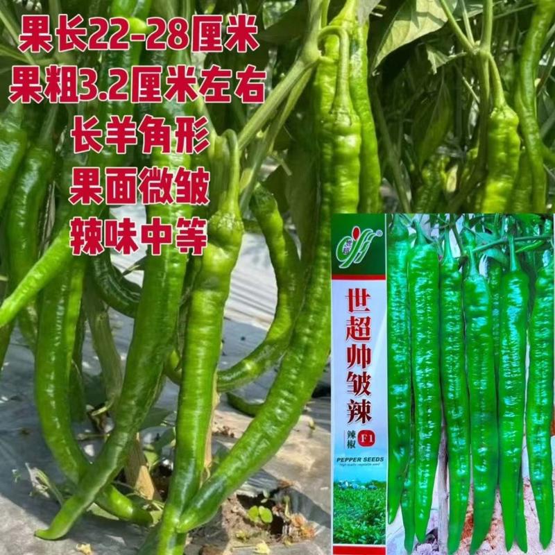 世超帅皱辣辣椒种子杂交中熟羊角型皱皮辣椒果色绿亮顺直微旋微皱