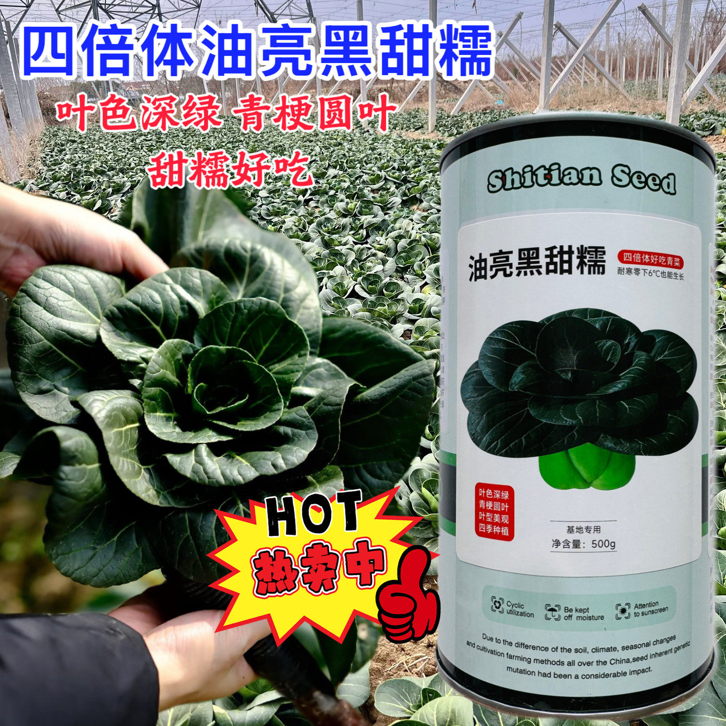 黑叶矮嘴苏州青质脆味美油亮速生青菜四季可播油菜种子南北方秋播
