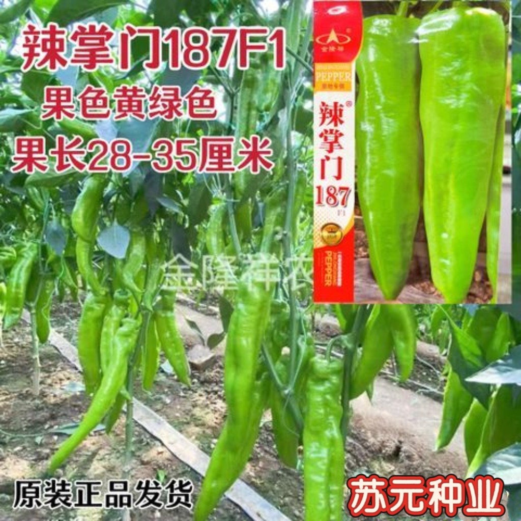 辣掌门187牛角椒种子黄绿皮大果牛角椒种籽中辣高产抗病辣椒籽种
