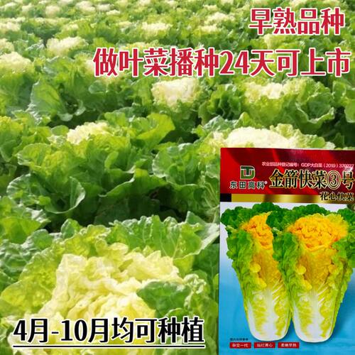 金箭快菜3号大白菜种子 秋播黄心大白菜种籽早熟45天直筒黄白菜籽