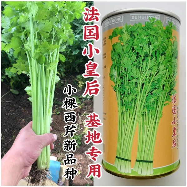 法国小皇后芹菜种子小棵西芹新品种耐老抗病耐高温低温小香芹种子