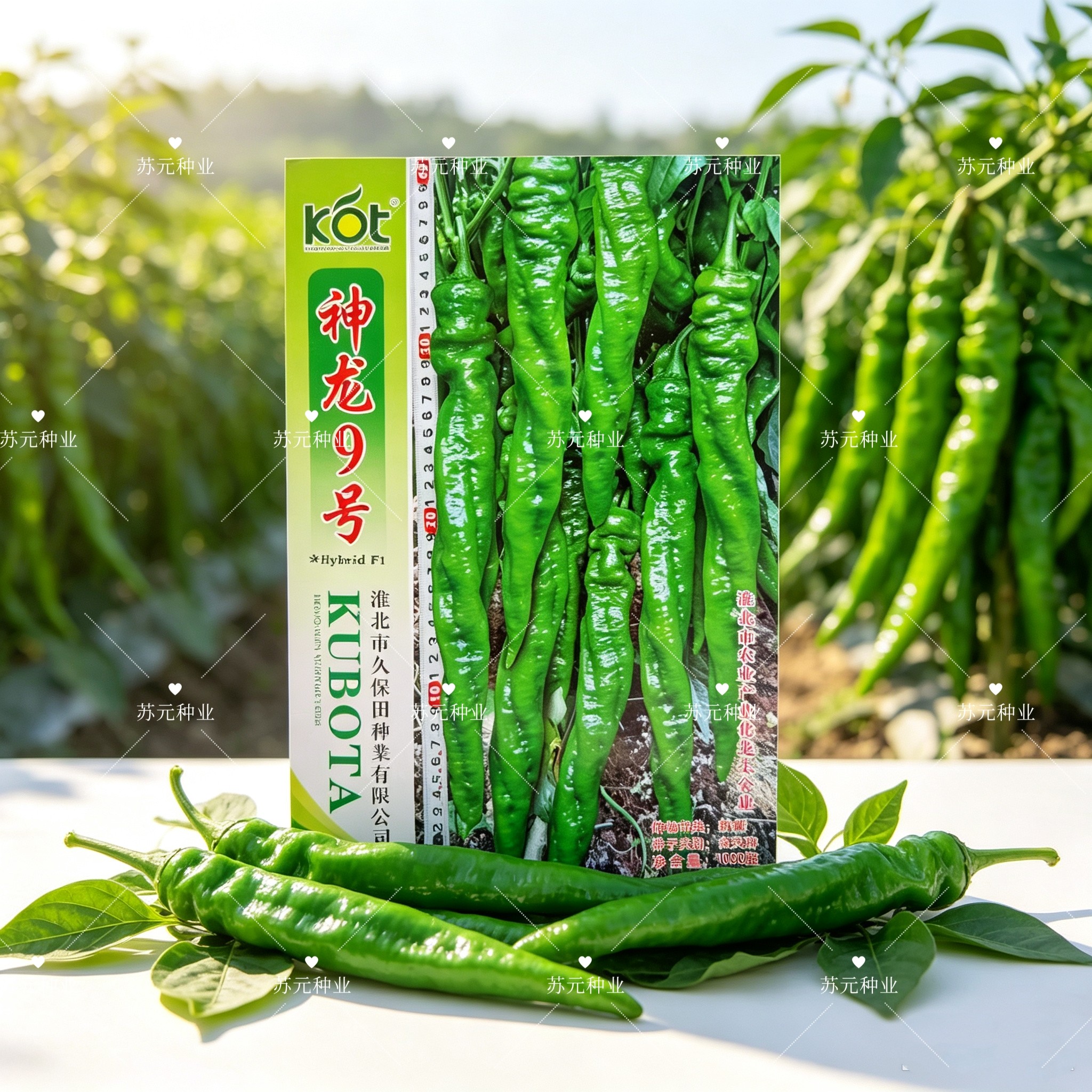 神龙9号螺丝椒种子早中熟味香辣挂果多膨果快耐低温大棚露地播种